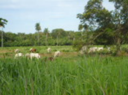 Fazenda em Corumbá-MS 8.050 hectares Acesso asfaltado Próxima a cidade
